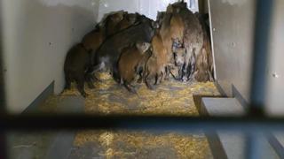 Investigado en Encinas Reales un vecino de Murcia por transportar jabalíes vivos en una furgoneta