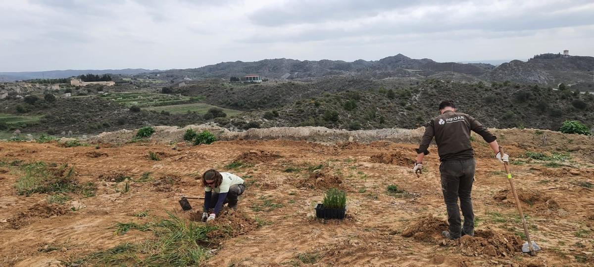 Reforestación del antiguo vertedero municipal de San Esteban de Litera (Huesca).