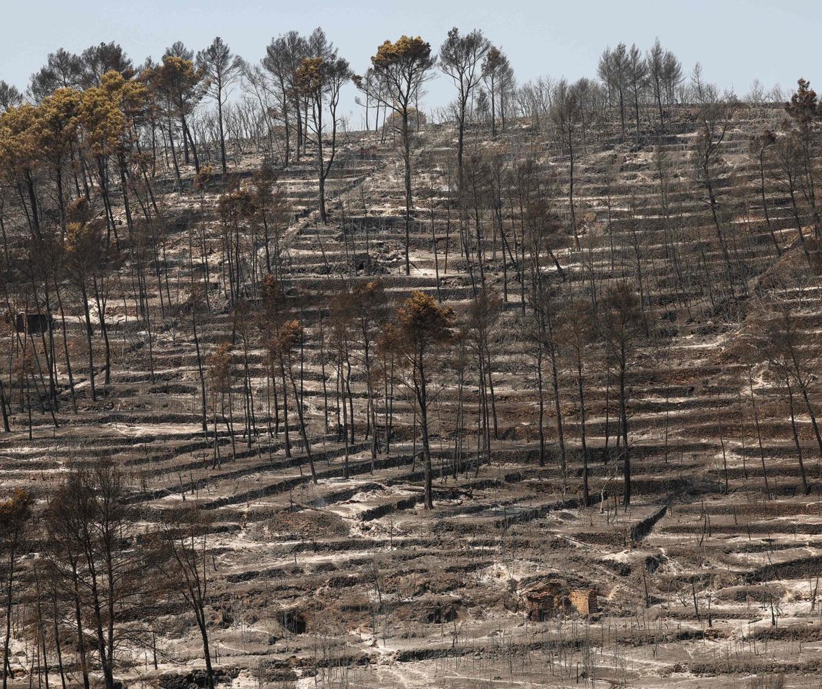 França crema sota la canícula