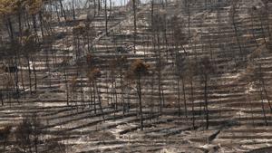 França crema sota la canícula