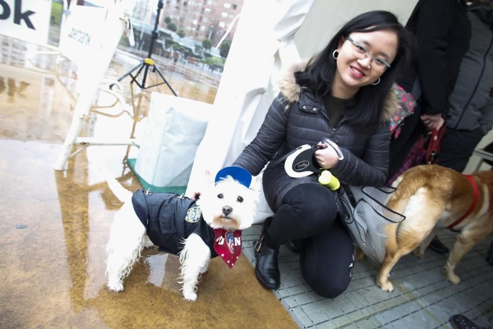 Concurso de mascotas antroxaes en Avilés