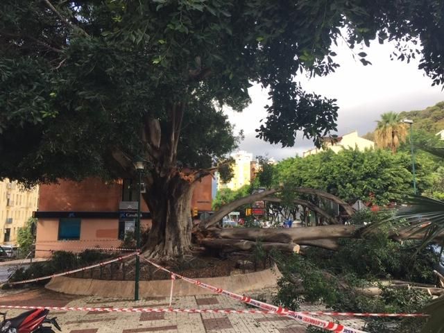 El árbol de la fuente de Reding, en el Paseo de Sancha, golpeado por un rayo.