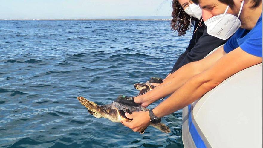 Marina y Xereca, dos tortugas nacidas en Ibiza, vuelven otra vez al mar