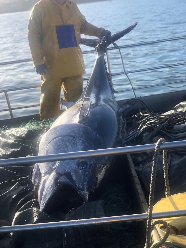 Un atún rojo de 300 kilos, la captura accidental de un barco de Bueu