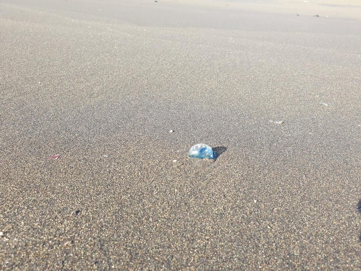 Imagen de una aguaviva en una de las playas de Telde.