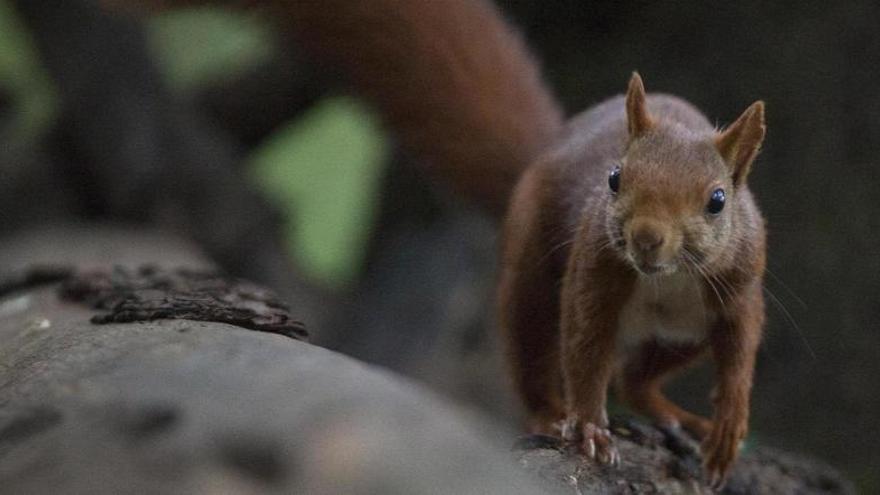 Un esquirol, observat des de l&#039;aguait de Can Teixó.