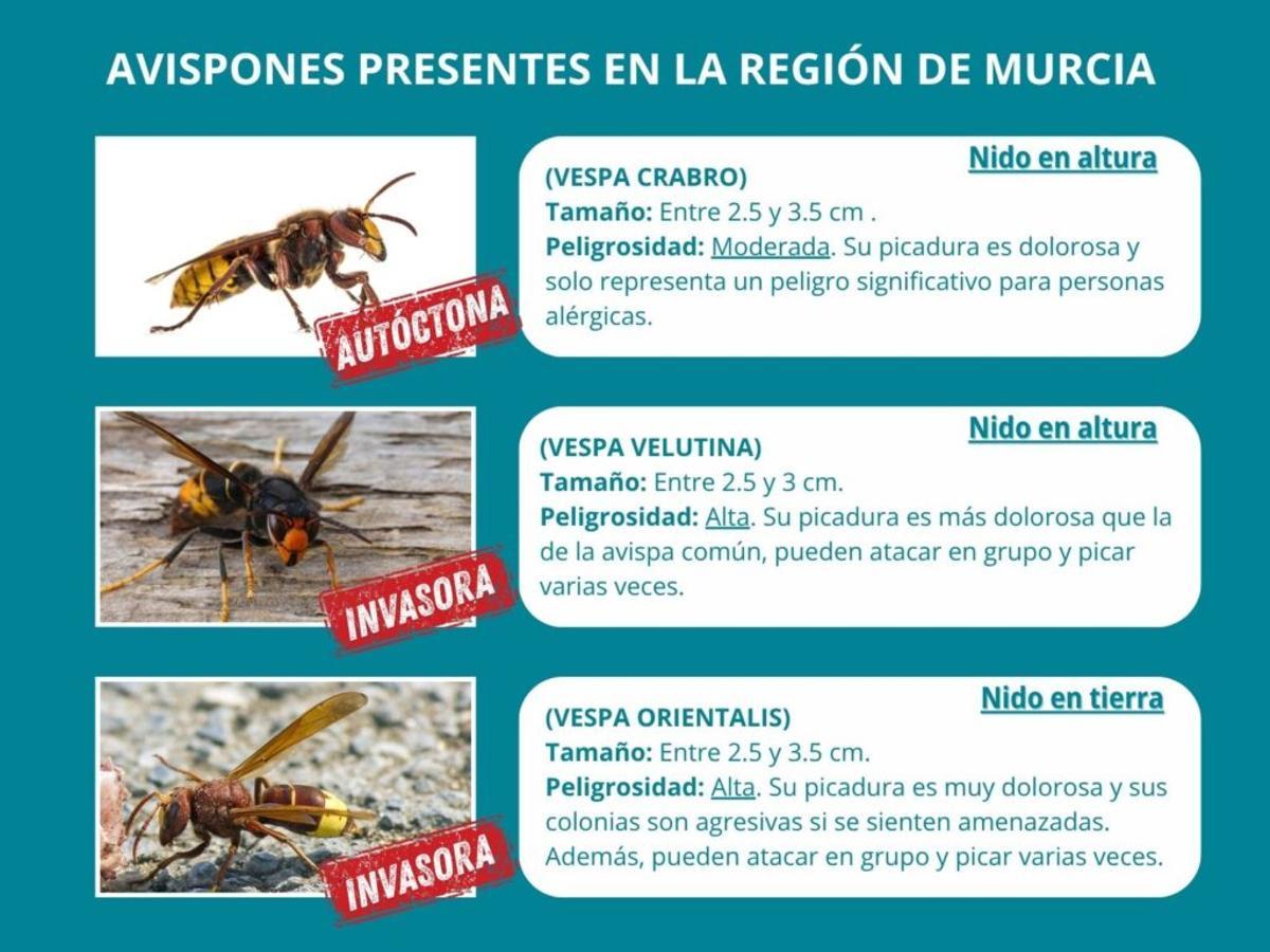 Avispones presentes en la Región de Murcia.
