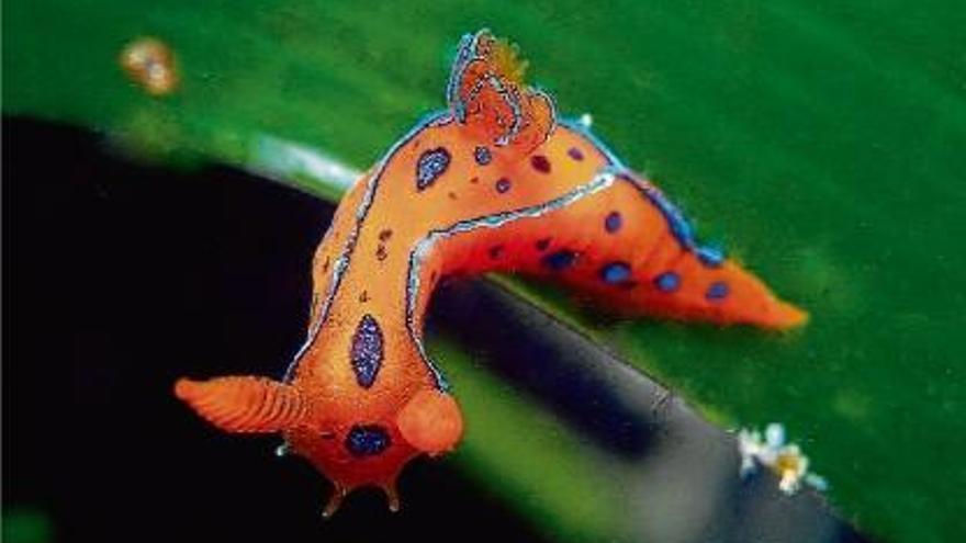 Polycera elegans, un dels exemplars més estranys i preuats fotografiats a cap de Creus.