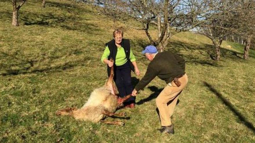 El ganadero cuyas ovejas fueron devoradas por el lobo, participará finalmente en la cabalgata de Gijón