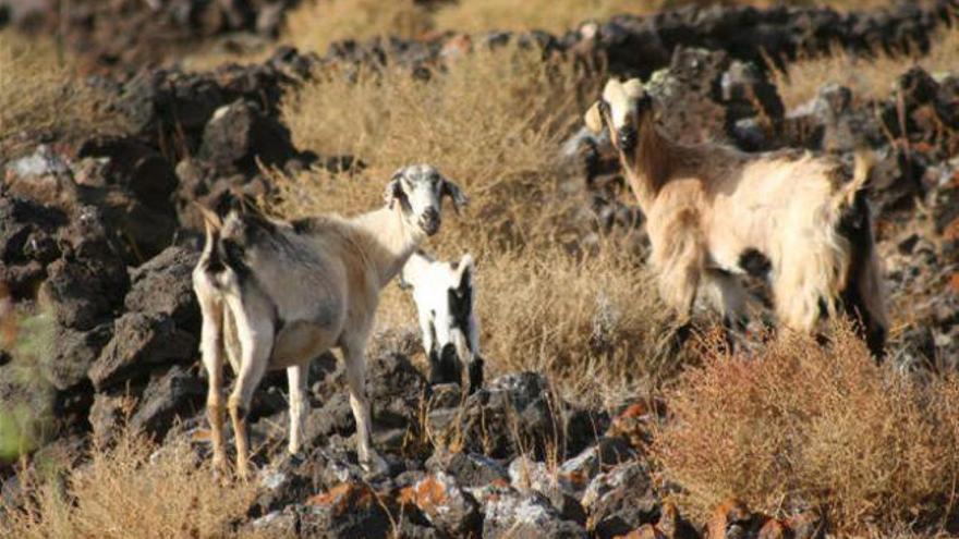 Varias cabras pastorean libremente por el municipio de Antigua.