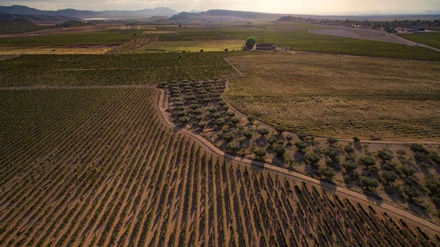 Los viñedos de la Denominación de Origen de Jumilla.