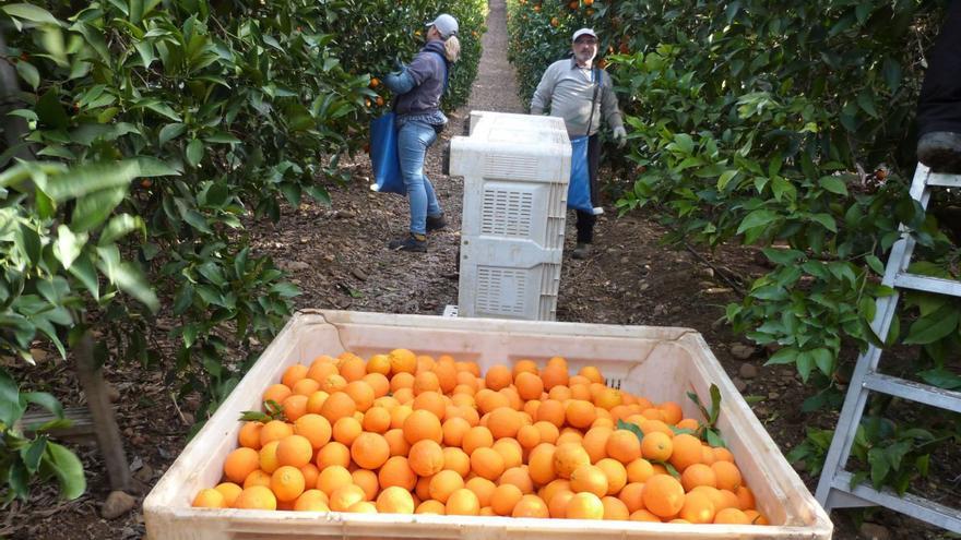 Trabajos de recolección de naranjas en una explotación citrícola de Palma del Río.