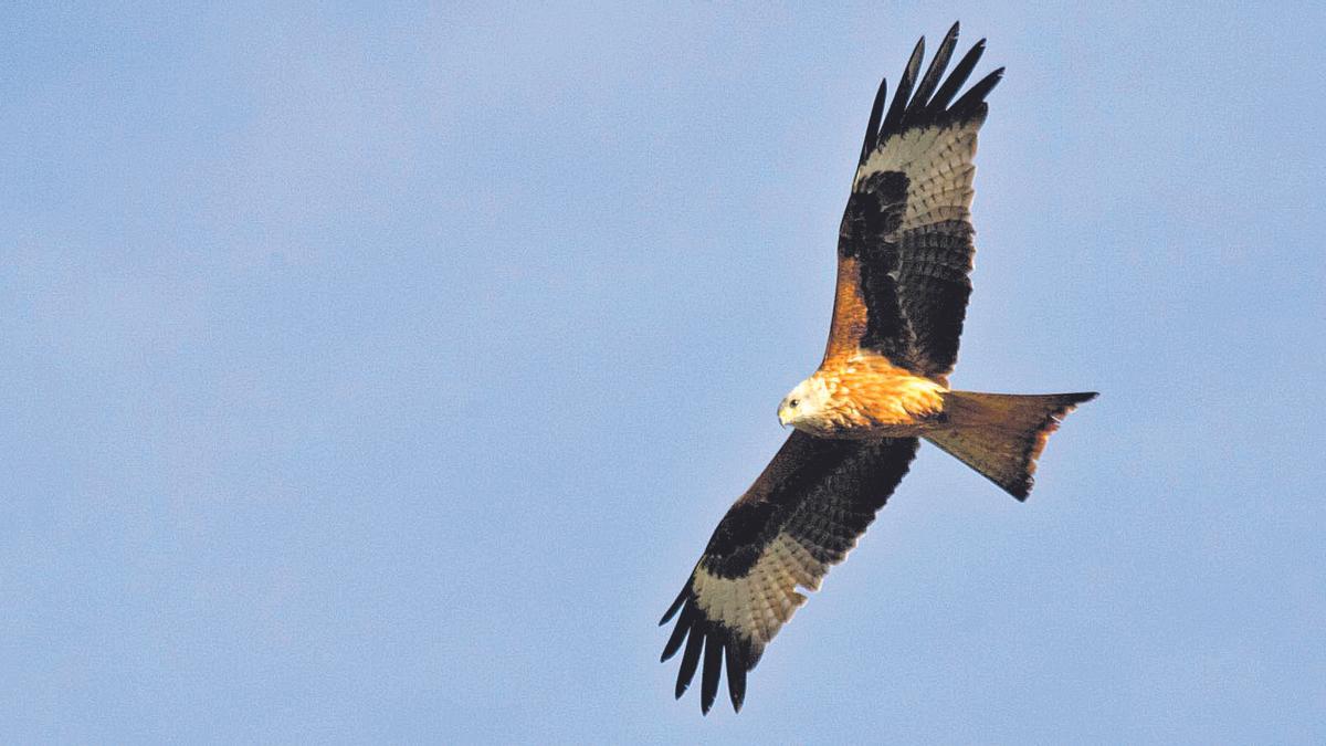 Todavía podemos deleitarnos con el vuelo de los milanos reales, muy abundantes en invierno en Los Pedroches, el Alto Guadiato y la Campiña.