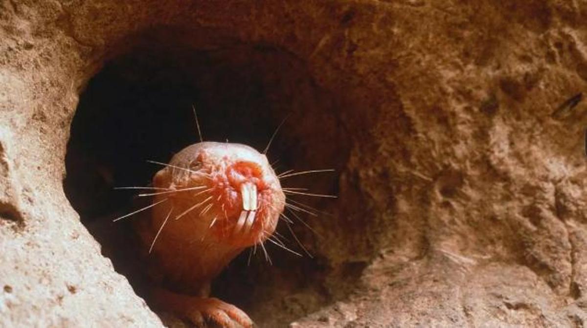 Exemplar de rata talp nua