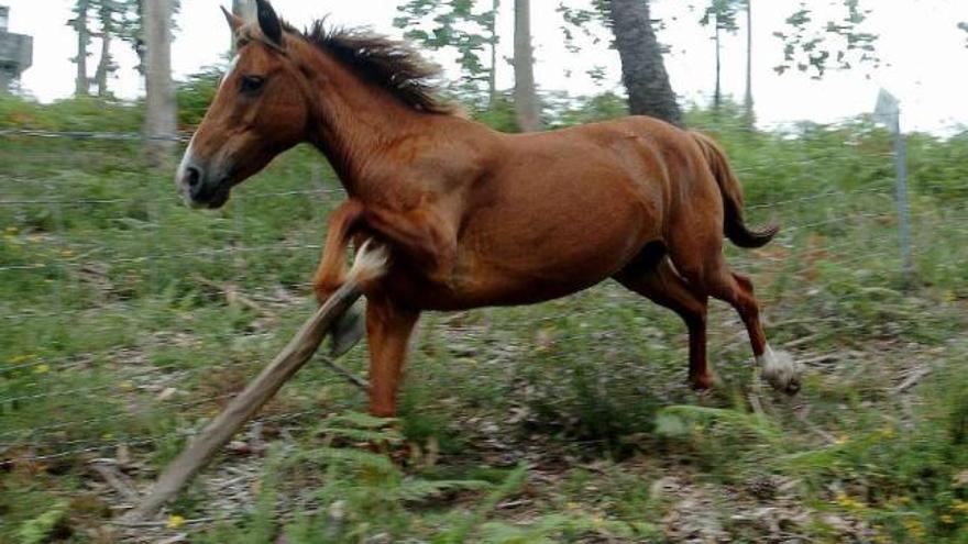 Un caballo portando una de las conocidas como &quot;trancas&quot; o &quot;pexas&quot; en el monte Xiabre.  // Gustavo Santos
