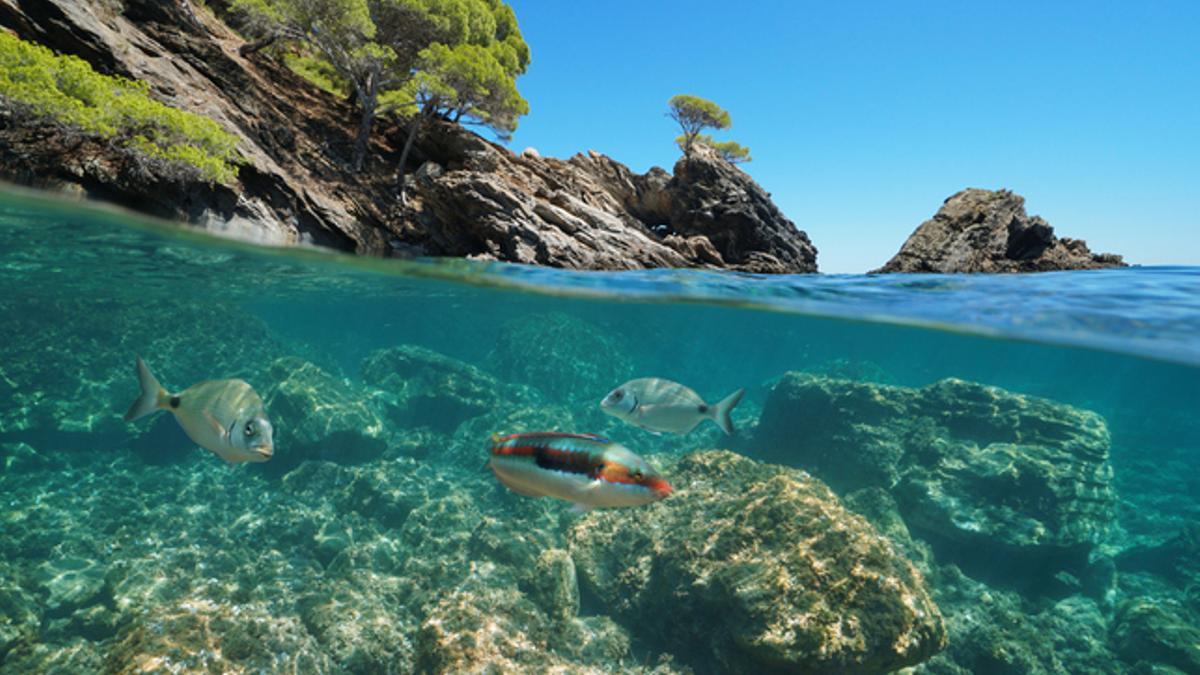 Pese a estar en un país rodeado de playas, la calidad del agua hace que Lametlla sea perfecta para sumergirse