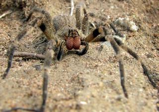 La Policía de Madrid caza a una peligrosa araña sudamericana en Vallecas