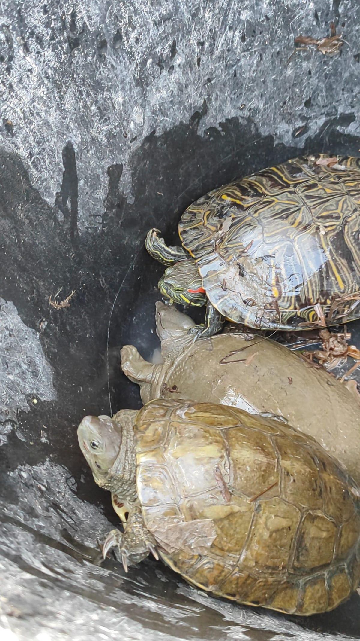De arriba a abajo, el galápago de Florida, Pelodiscus sinensis y el autóctono o galápago leproso, los tres capturados en la misma zona