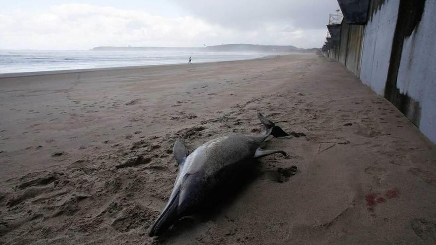 La mar deja un delfín muerto en la playa de Salinas