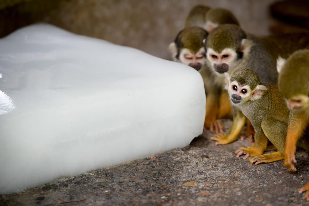 Macacos se refrescan con un bloque de hielo, en China.