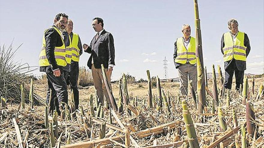 ‘Proyecto Cañaveral’, un treball de restauració ecològica de ribera