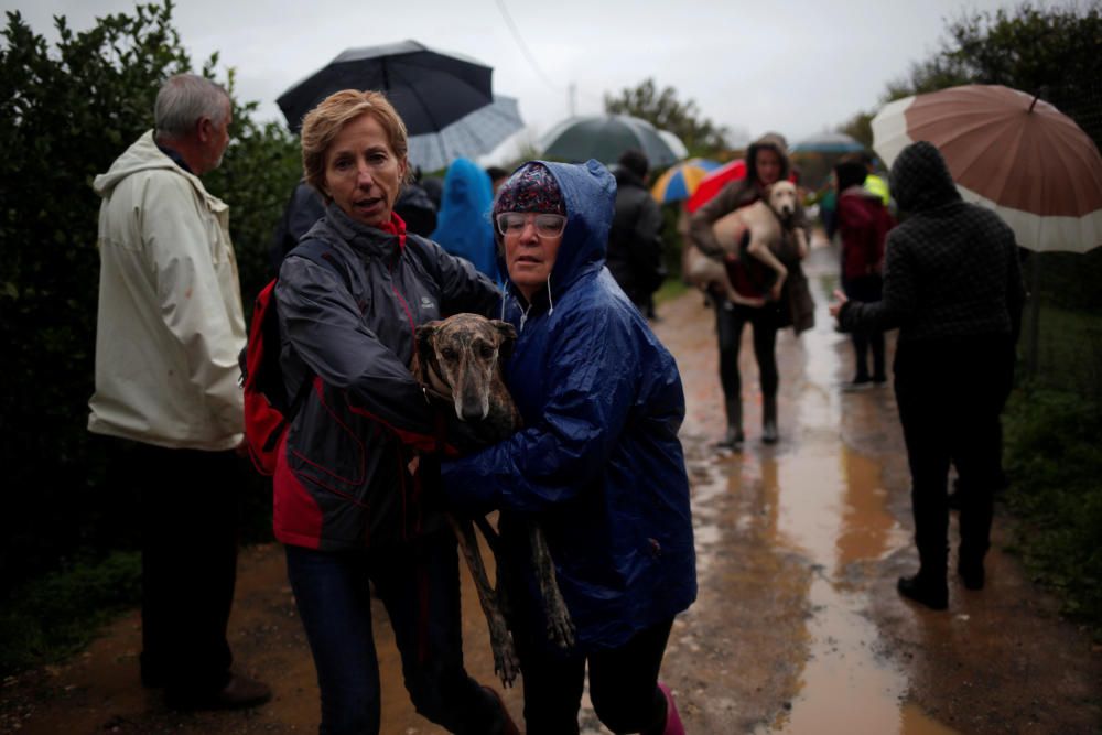 Volunteers carry dogs after they were rescued in ...