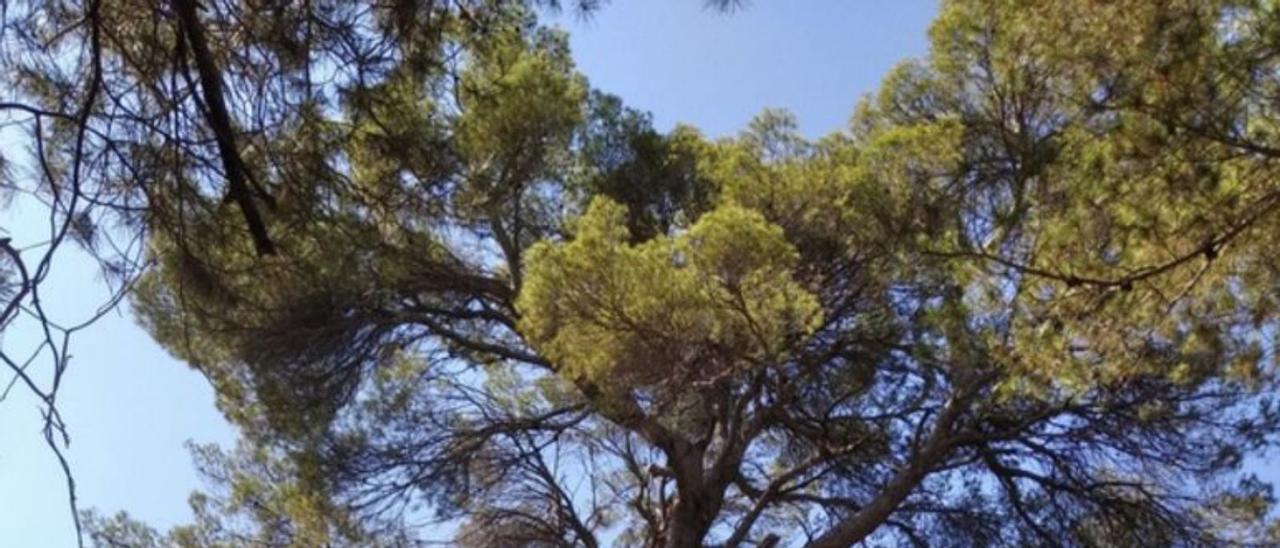 Cuidados intensivos para curar el pino carrasco  de 200 años de Sinarcas |