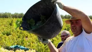 El Gobierno rebaja a 10 el número de peonadas necesarias para acceder al subsidio y la renta agraria