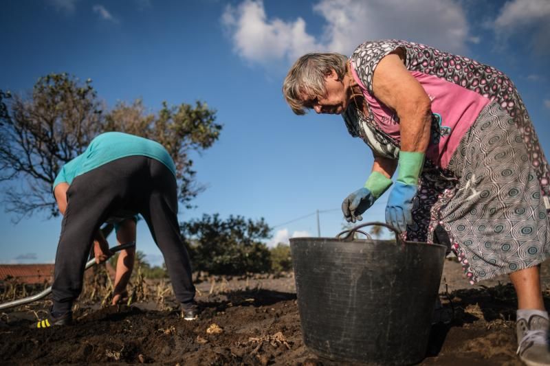 Las papas de Tajuya, La Palma