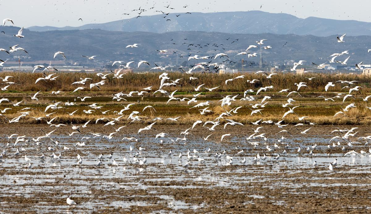 Aves en la Albufera de Valencia.