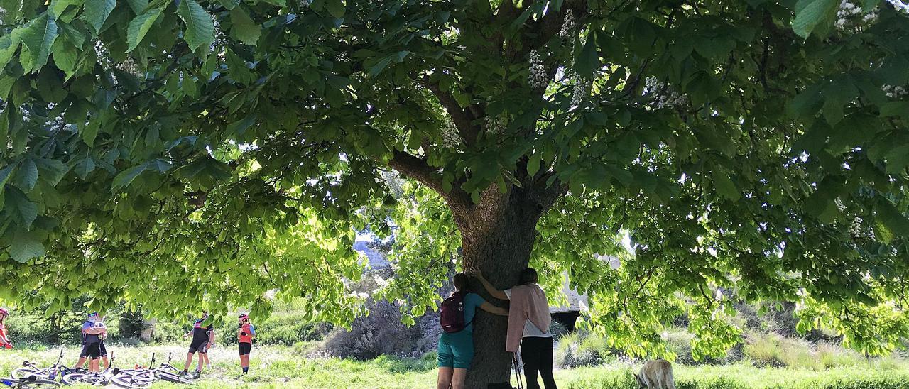 Un árbol para peregrinar - Información