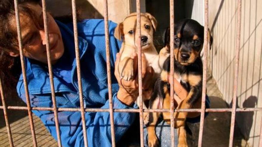 Alcoy potencia la adopción animal en otros países por el nivel de abandonos