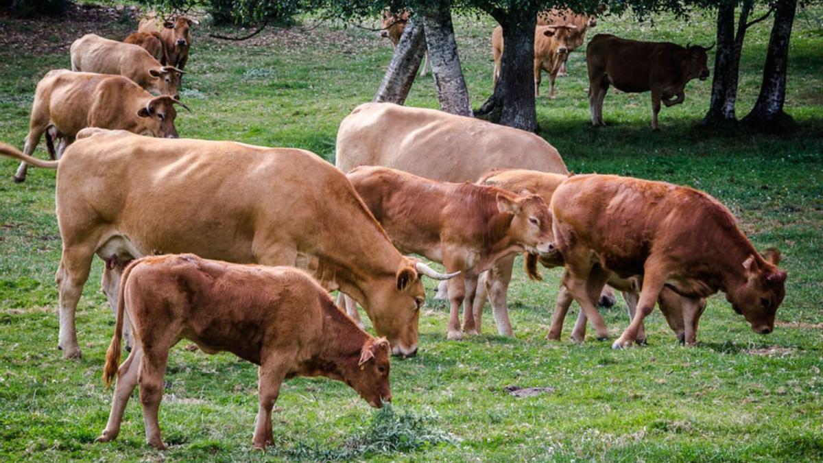 Vacas de raza Rubia Gallega pastan en una explotación.