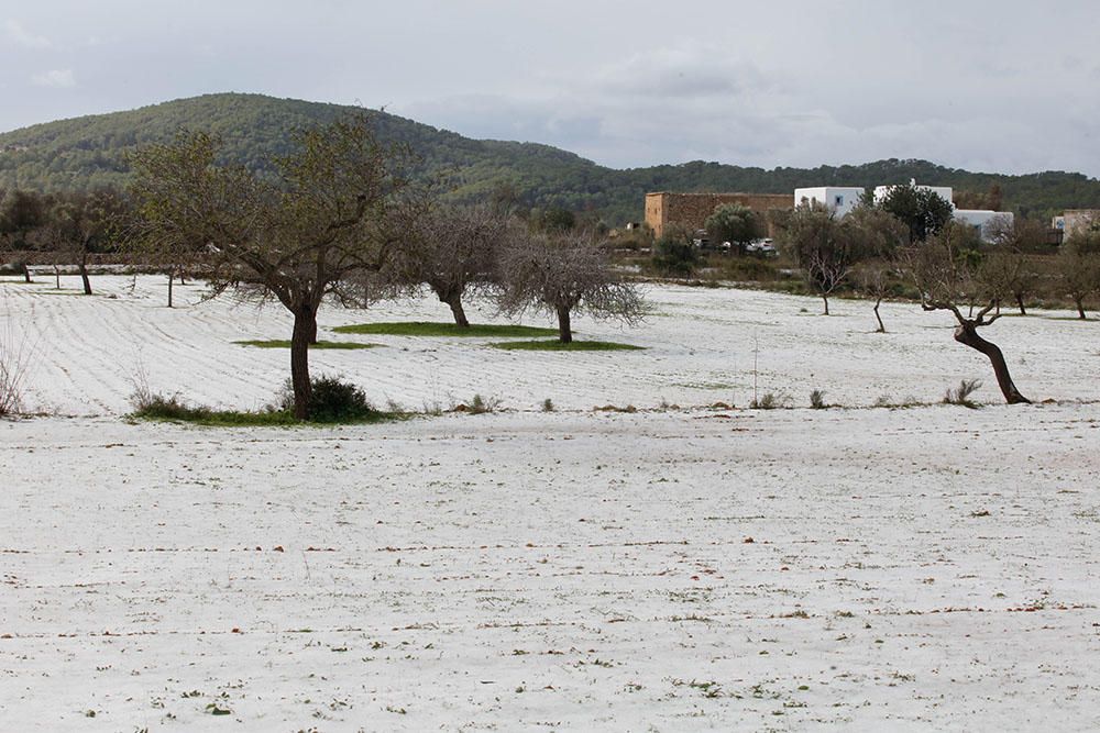 El Pla de Corona en Ibiza amanece con una capa blanca de granizo