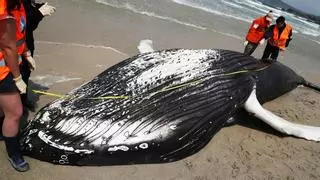La costa gallega registra en 2023 la cifra récord de animales varados en sus playas: 669