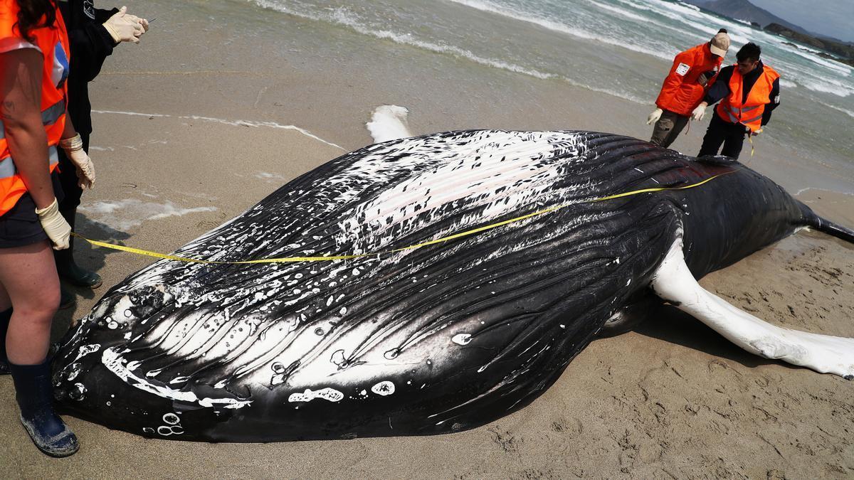 Voluntarios de Protección Civil de Ferrol y de la CEMMA examinan un ejemplar de ballena jorobada varado en la playa de Marmadeiro, el pasado junio en Ferrol