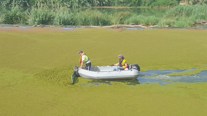 Una decena de especies invasoras amenazan el ecosistema del Xúquer