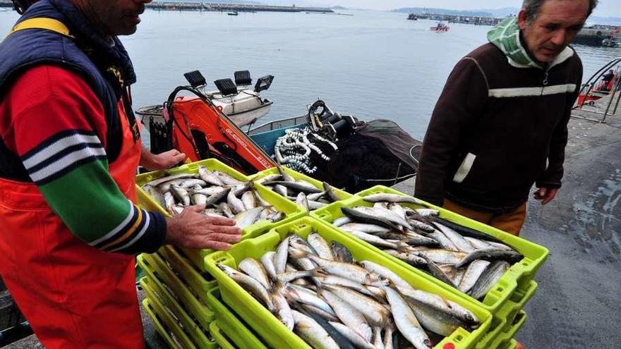 Marineros del cerco descargando cajas de jurel en Cambados. // Iñaki Abella