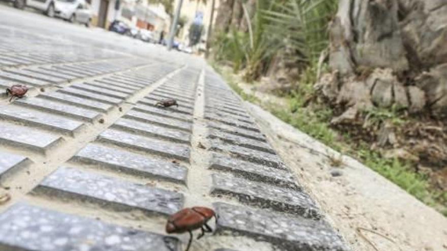 El Palmeral de San Antón es uno de los espacios afectados por la plaga del picudo rojo.