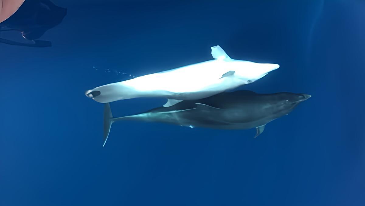 El delfín objeto del estudio, nadando en el mar Mediterráneo.