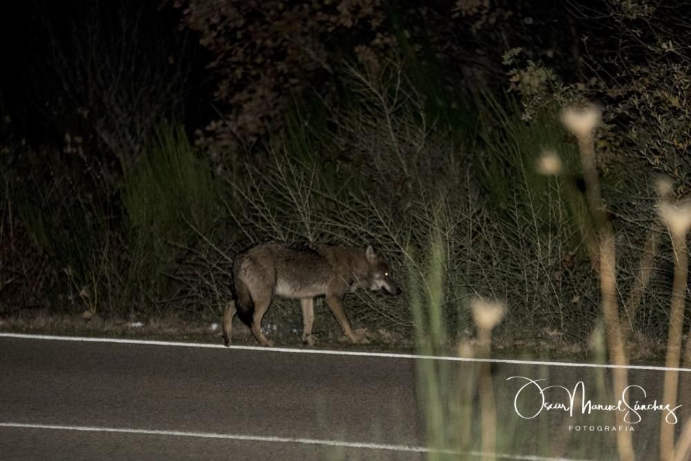 Los lobos se pasean por el asfalto en Sanabria