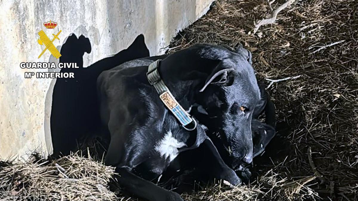 El galgo recuperado por la Guardia Civil en el lugar en el que fue abandonado.