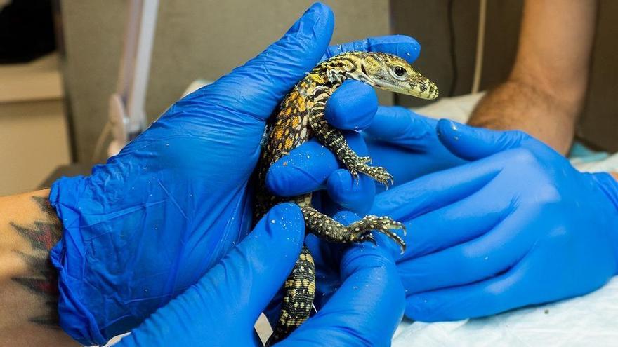 Nacen cinco crías de dragón de Komodo en Bioparc Fuengirola