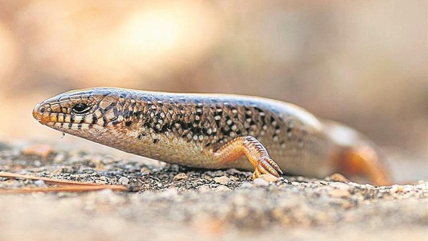 Hallado un reptil oriundo del Nilo en el sur de Alicante