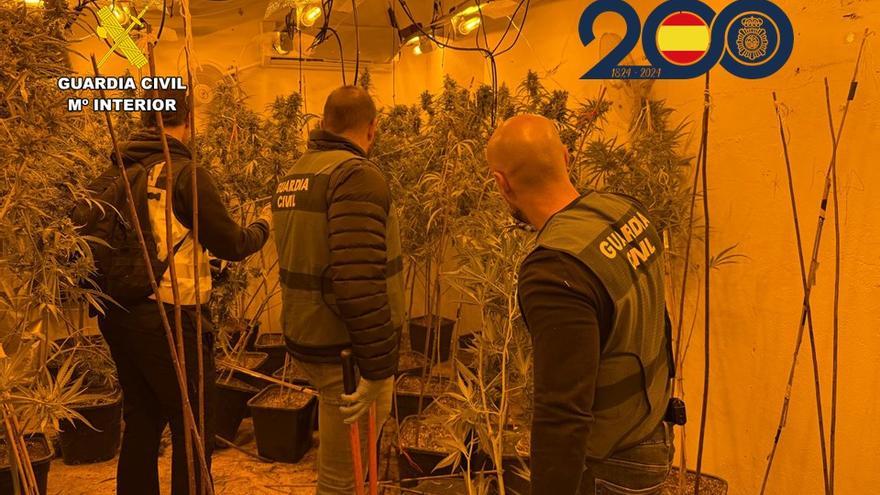 La Policía Nacional y la Guardia Civil detienen a cuatro personas con 800 plantas de marihuana en Millena