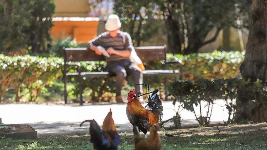 Torrevieja retirará 500 gallos y gallinas de sus calles, rotondas y parques en las próximas semanas