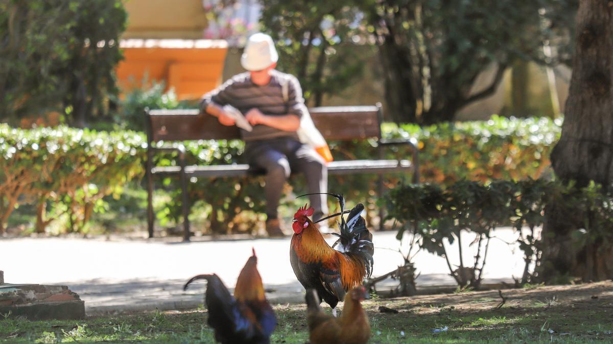 Aves de corral en el parque de las Naciones de Torrevieja