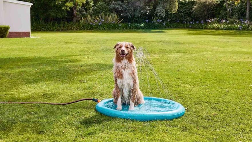 Refresca a tu mejor amigo: la colchoneta de agua de Lidl se convierte en el must-have del verano para perros