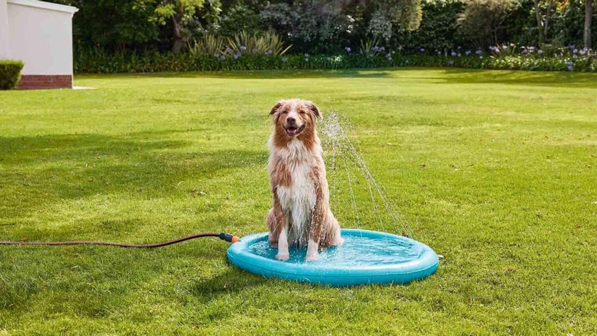 Mantén a tu perro fresco y activo con la colchoneta de agua de Lidl: la solución perfecta para los días soleados