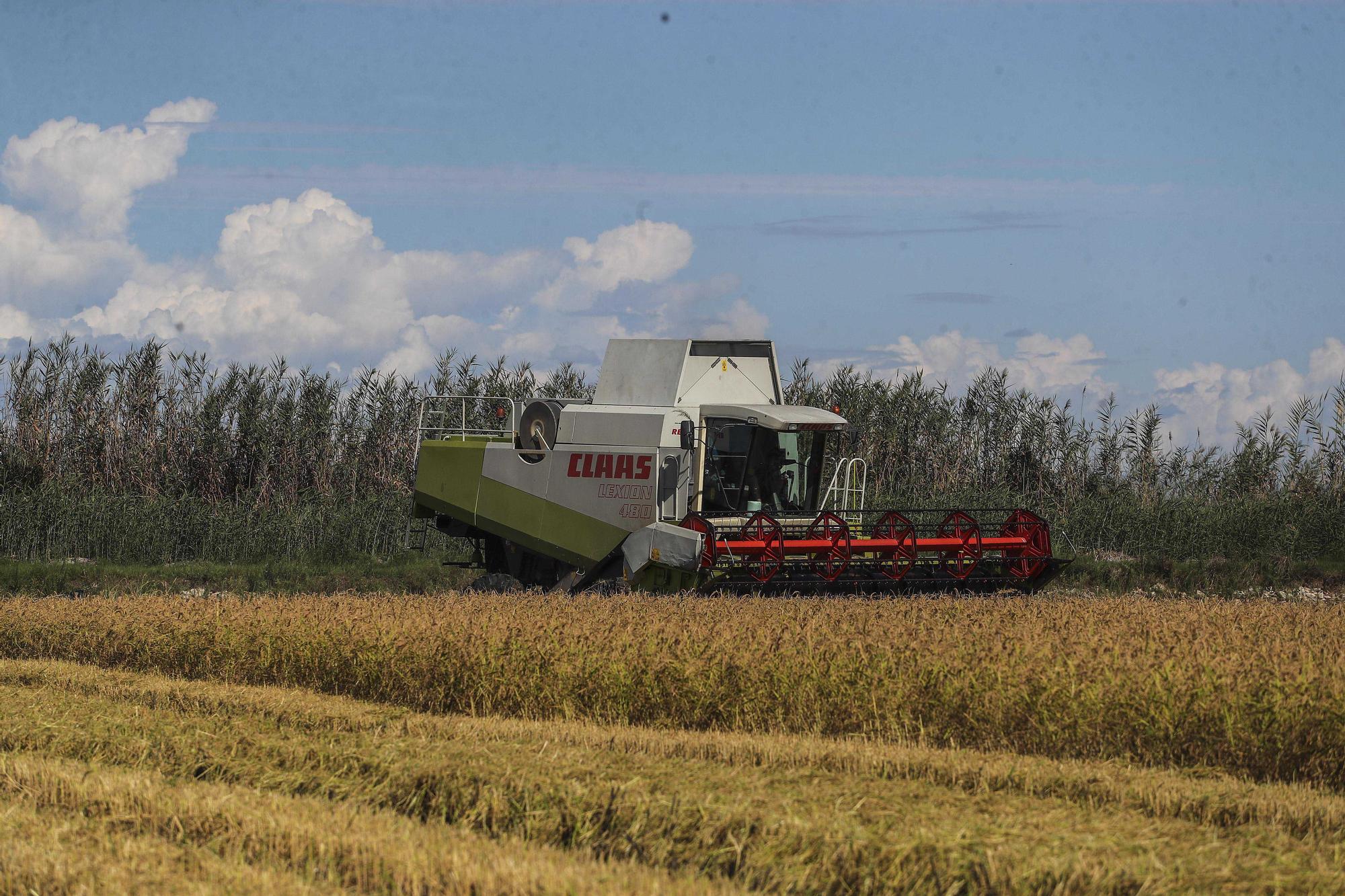 Comienza la siega del arroz en el Parque natural de La Albufera